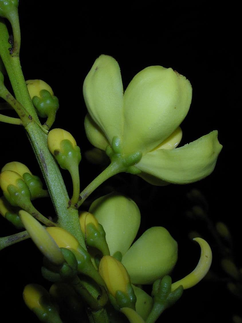 Cespedesia 5
