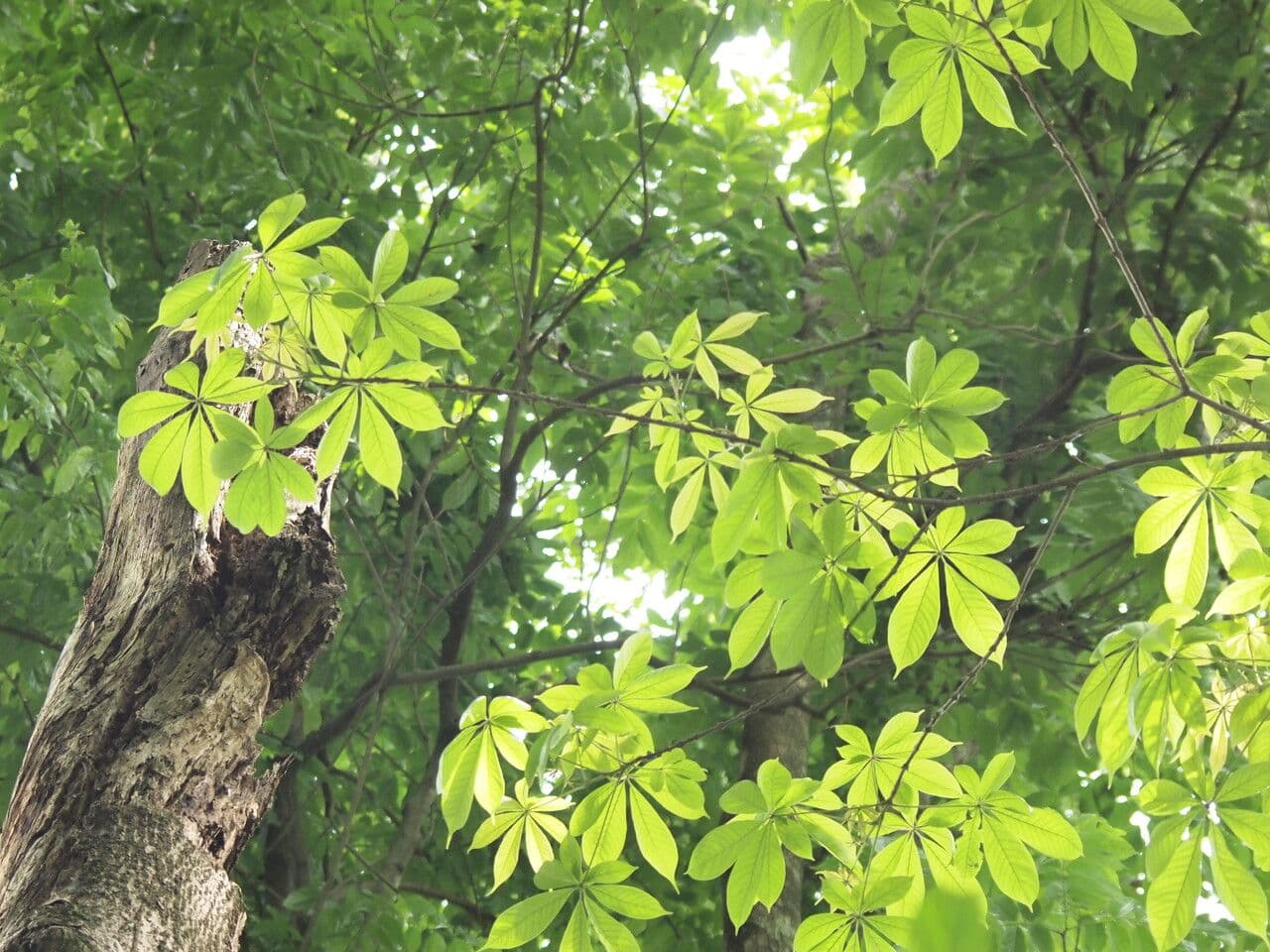 Vitex 2