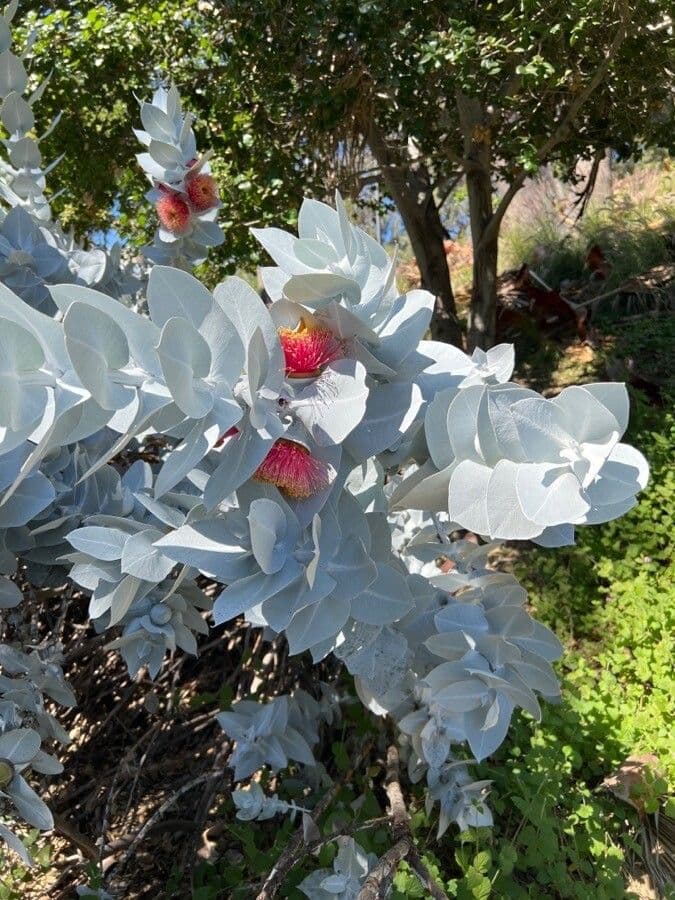 Eukalyptus 12