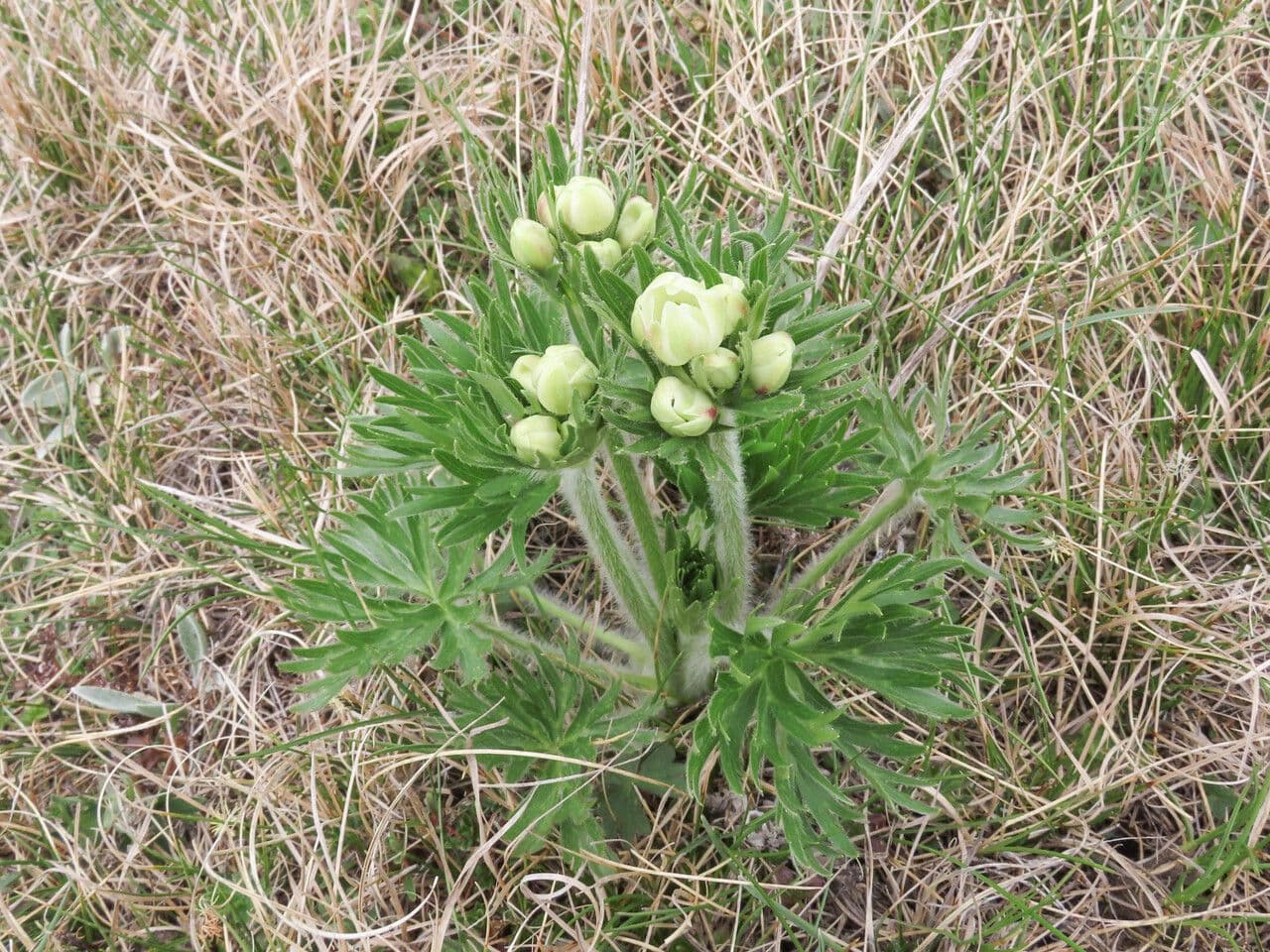 Anemone narcissiflora 14