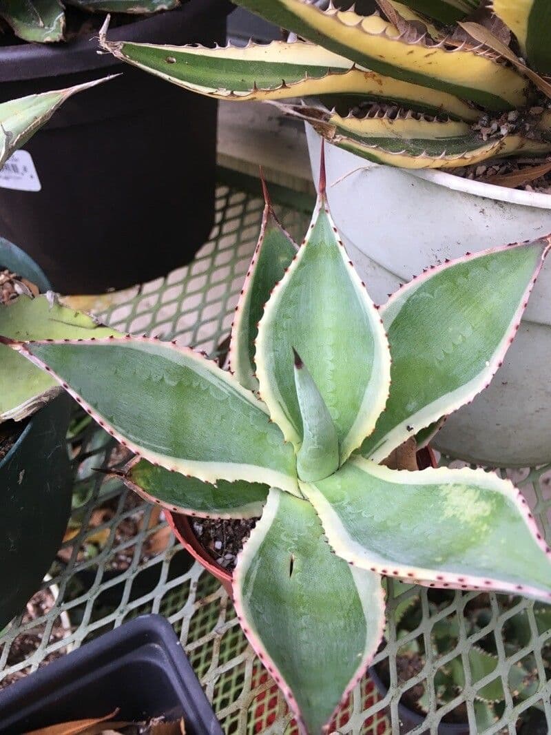 Agave 3