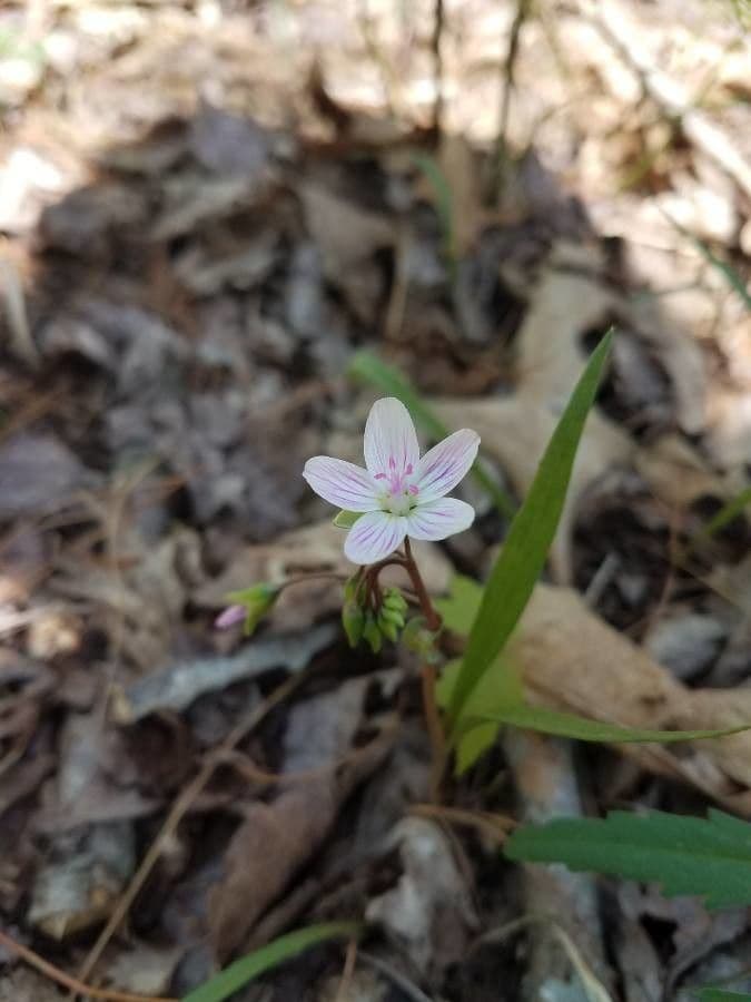 Claytonia 3