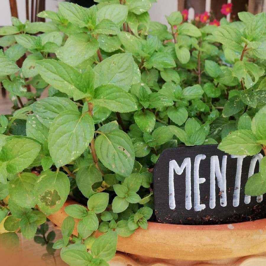 Mentuccia 16