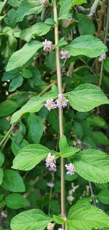 Lippia alba 14