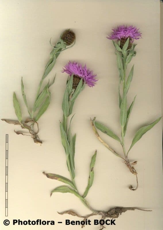Einköpfige Flockenblume 27