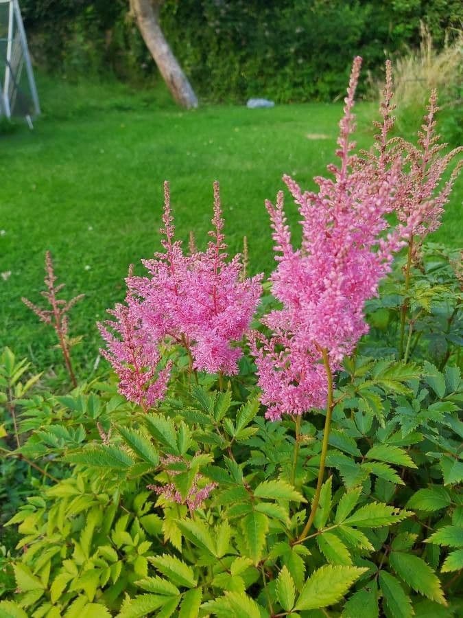 Astilbe giapponese 9