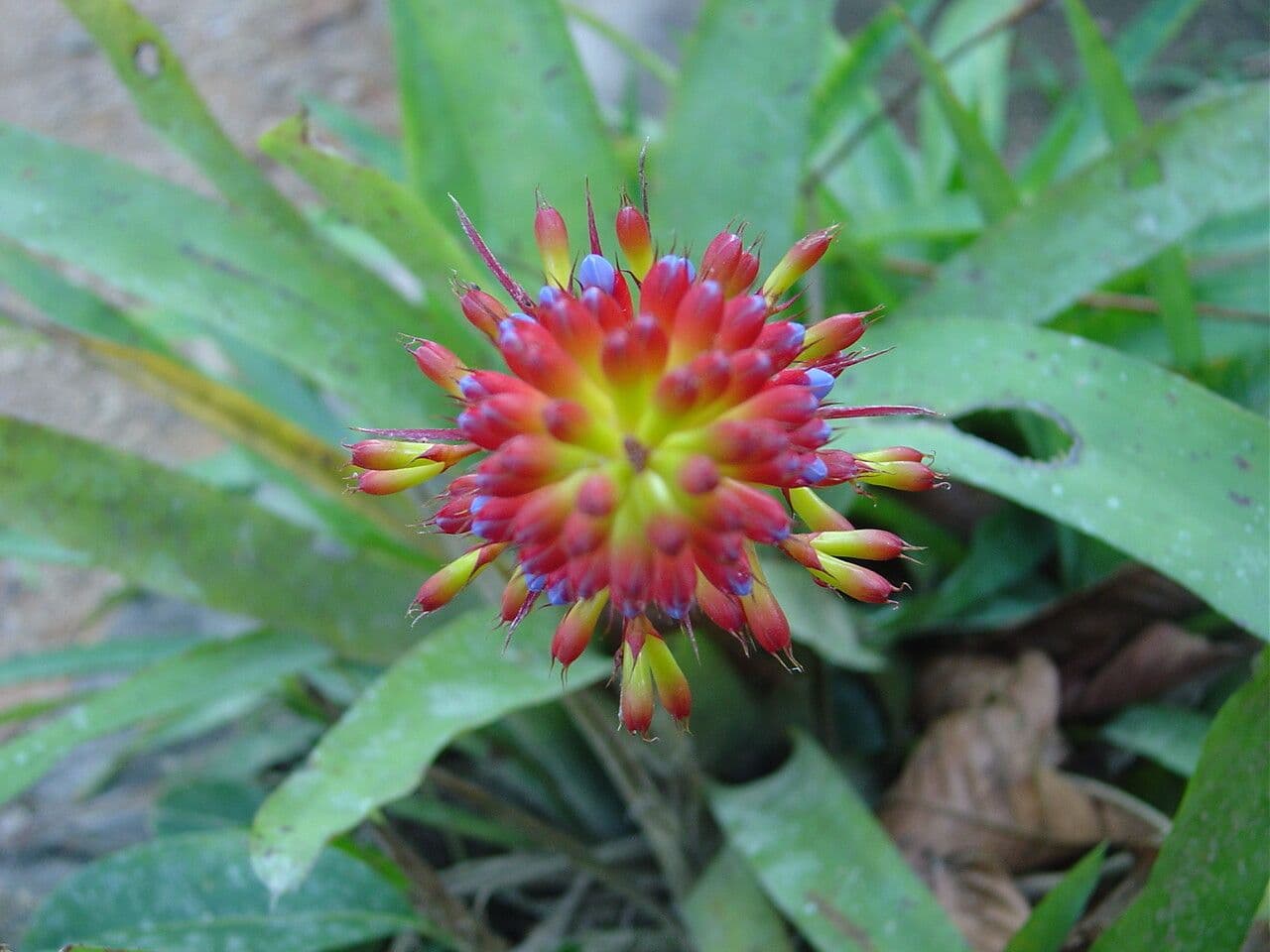 Aechmea 3
