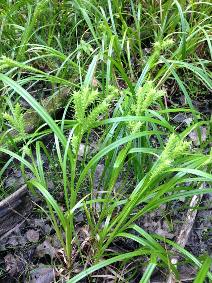 Hopfensegge 4