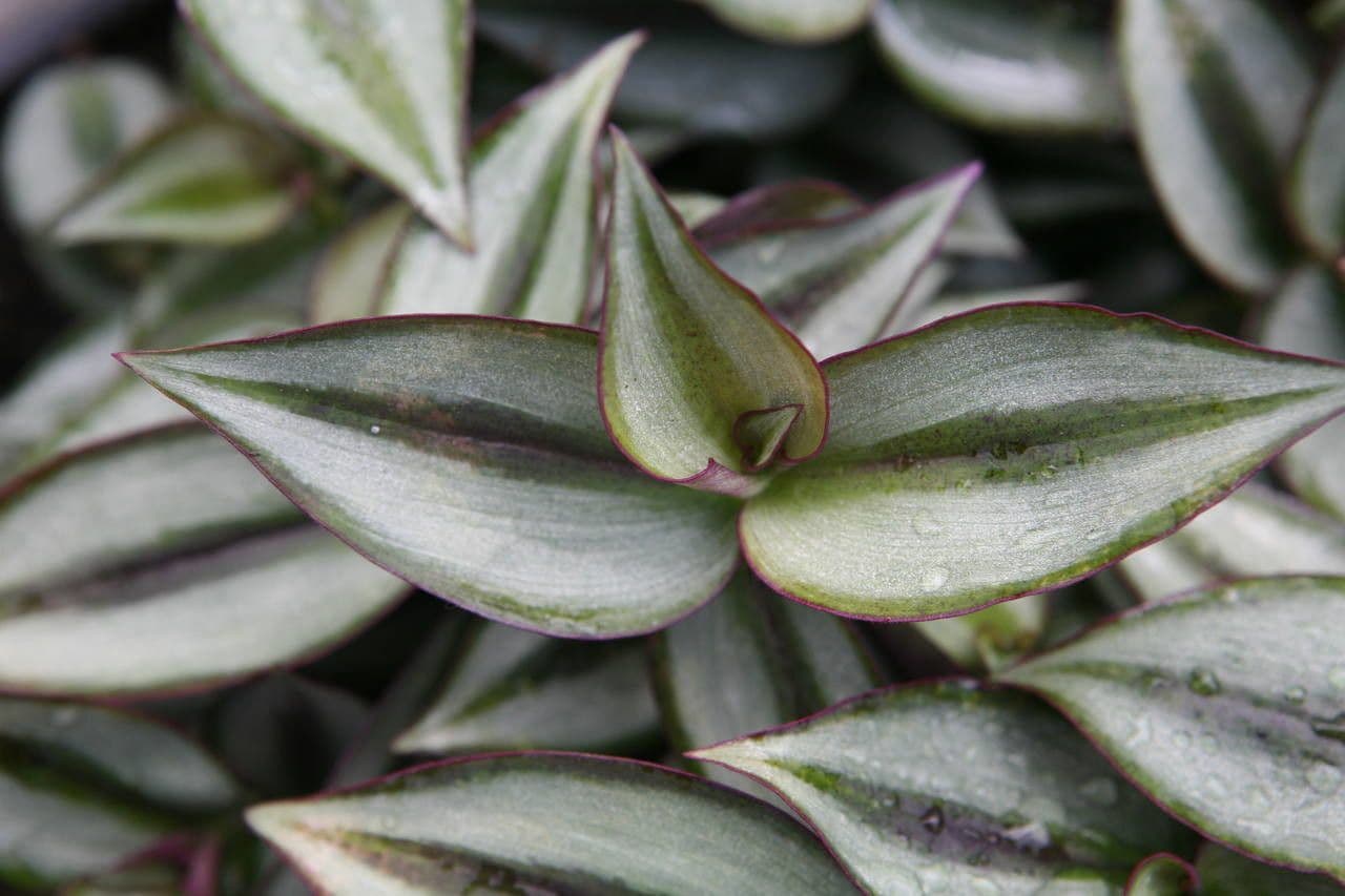 Tradescantia 21
