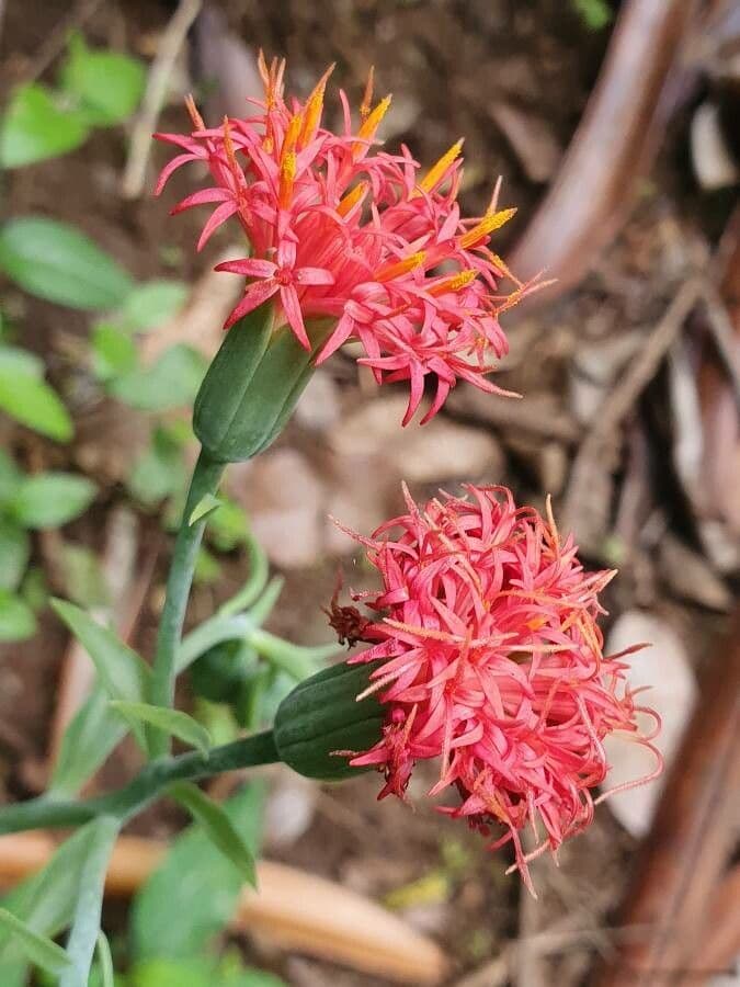 Kleinia abissina