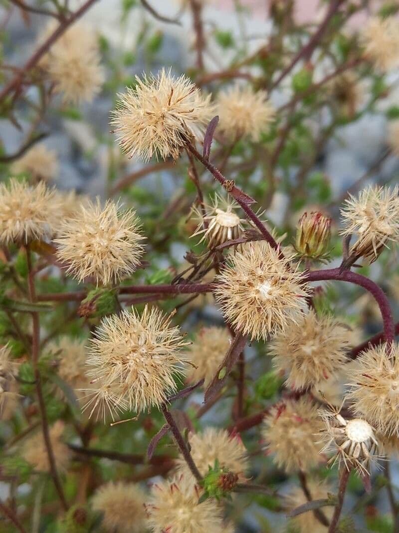 Inula fetida 4