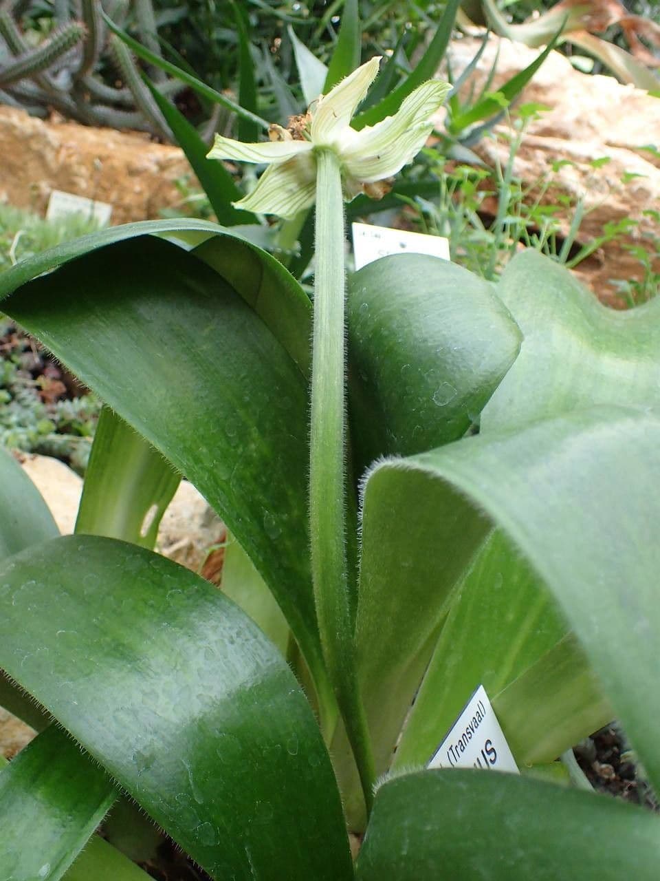 Haemanthus pauculifolius