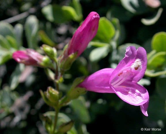 Penstemon rupicolo 5