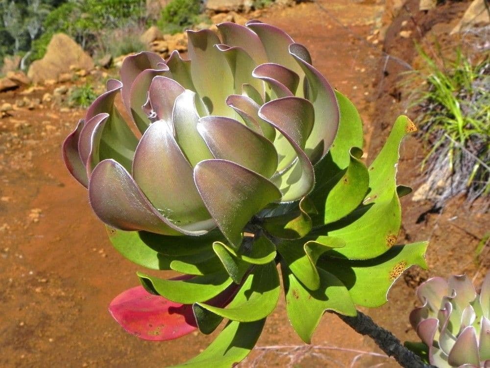 Melaleuca 11