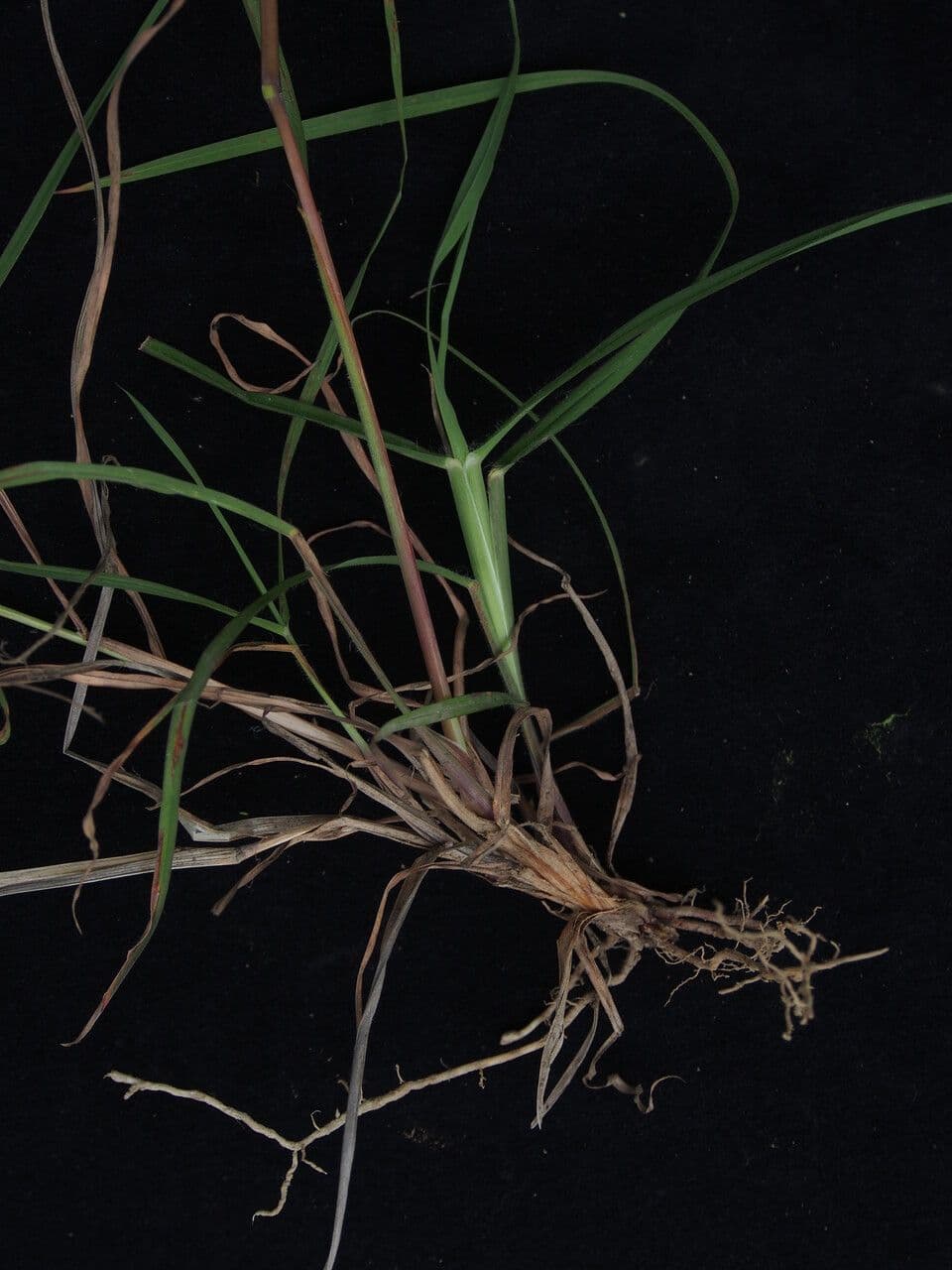 Themeda 3