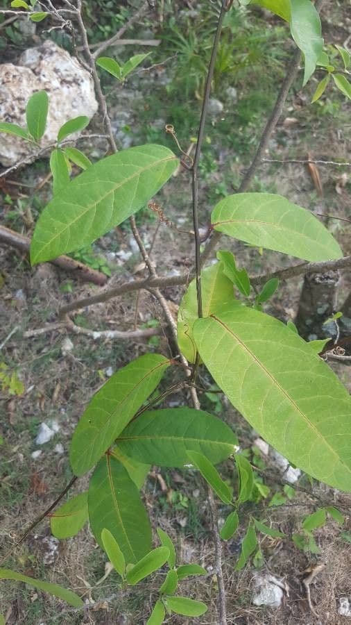 Passiflora laurifolia 15