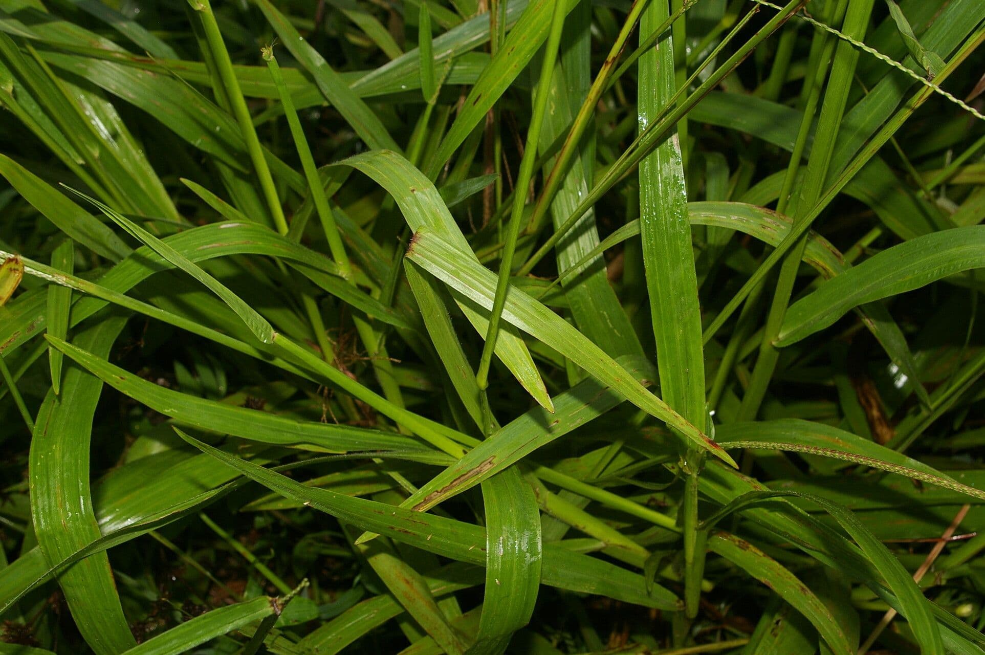 Schwingel-Gras