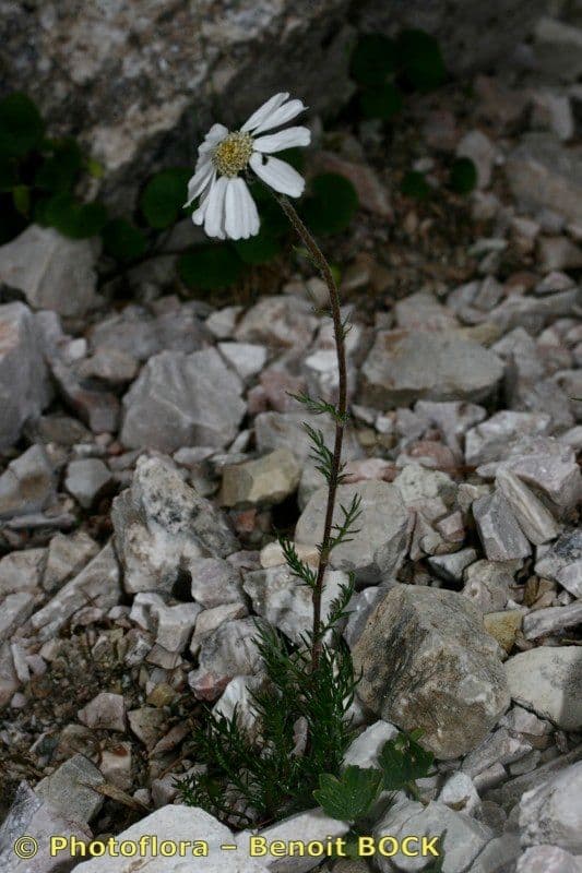 Achillea 9