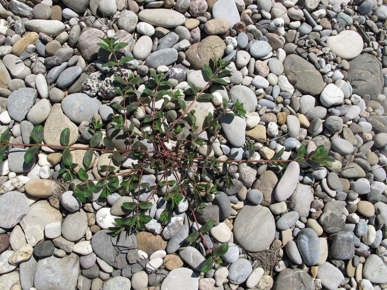 Euforbia pendula 11