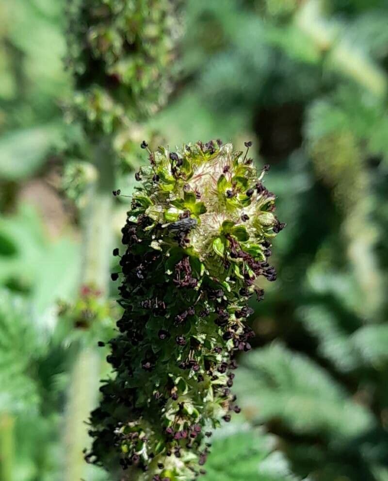 Acaena 2