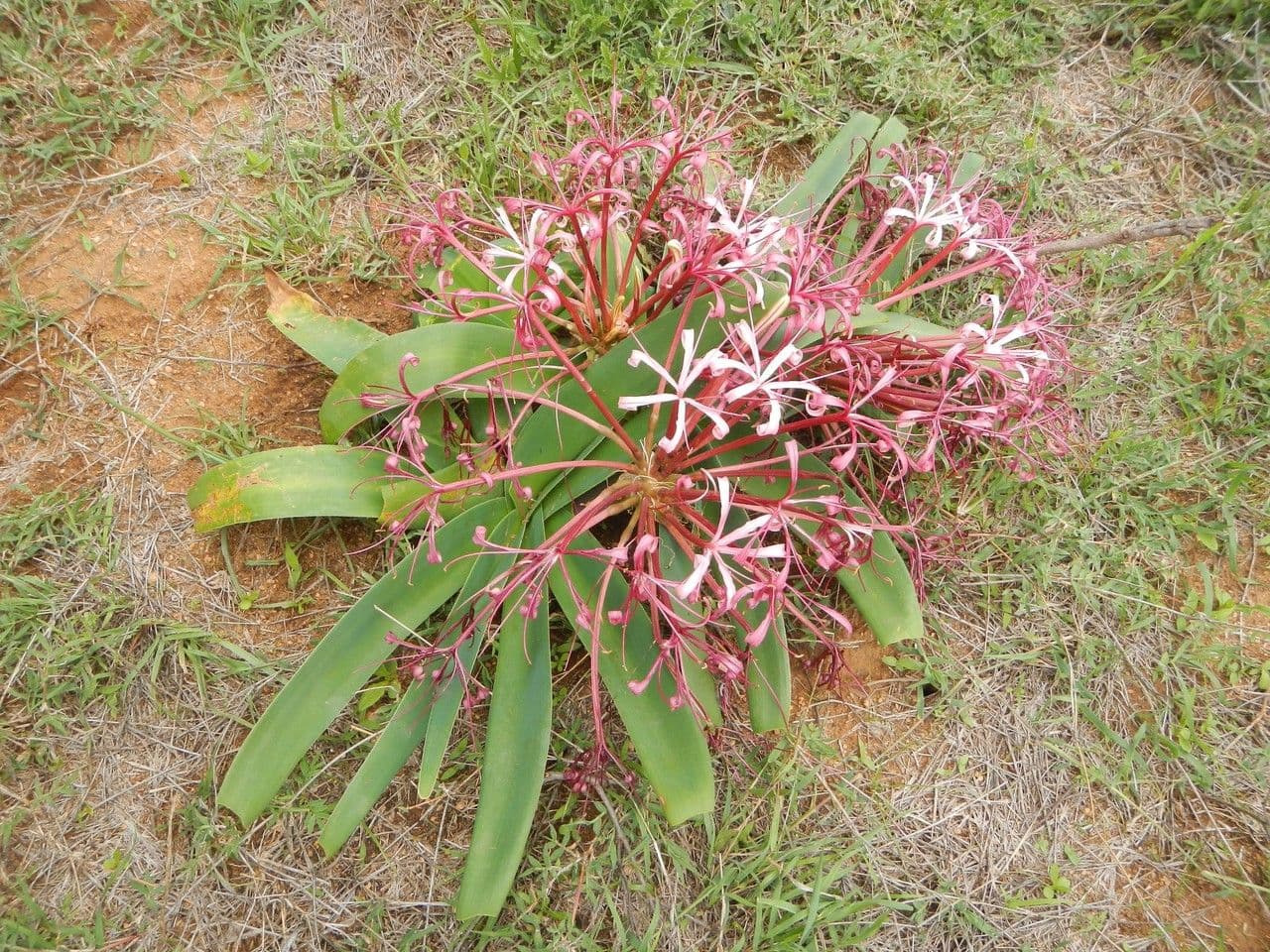Ammocharis 10