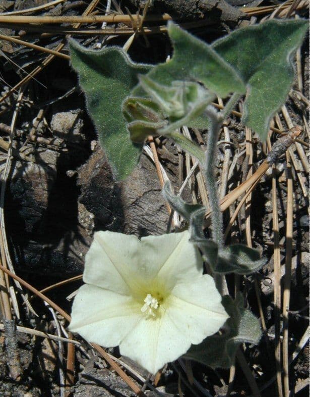 Calystegia finta della Sierra 9