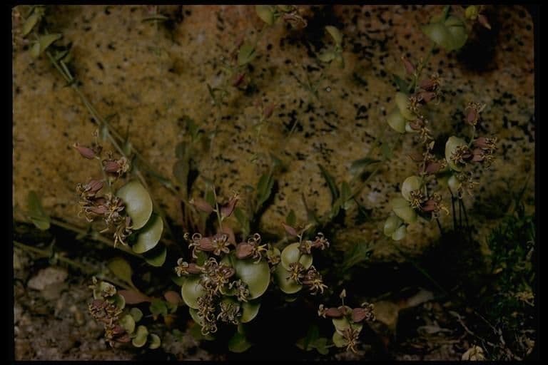 Streptanthus tortuosus 17