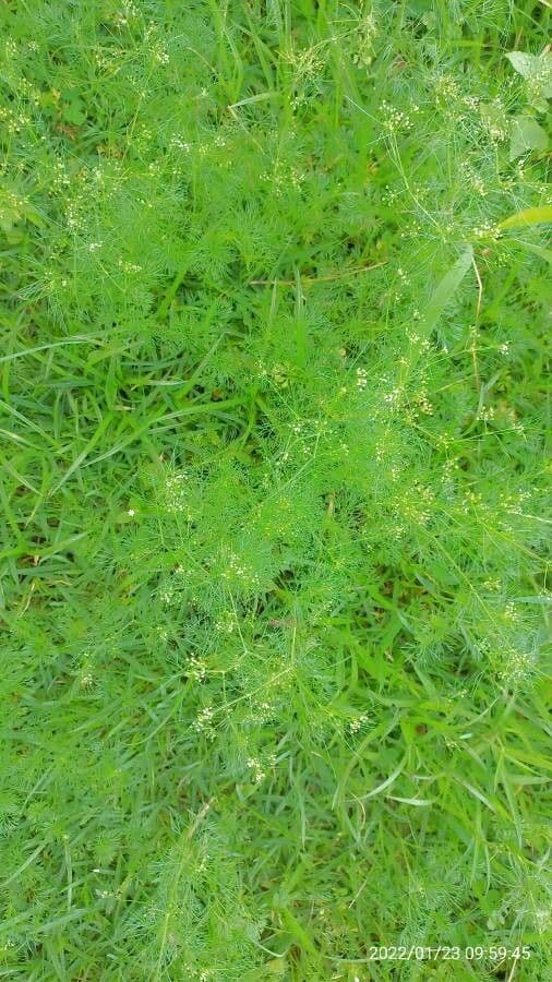 Ciclosperma 16