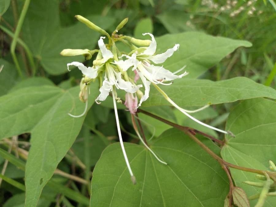 Bauhinia 2