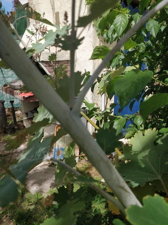 Macleaya 23