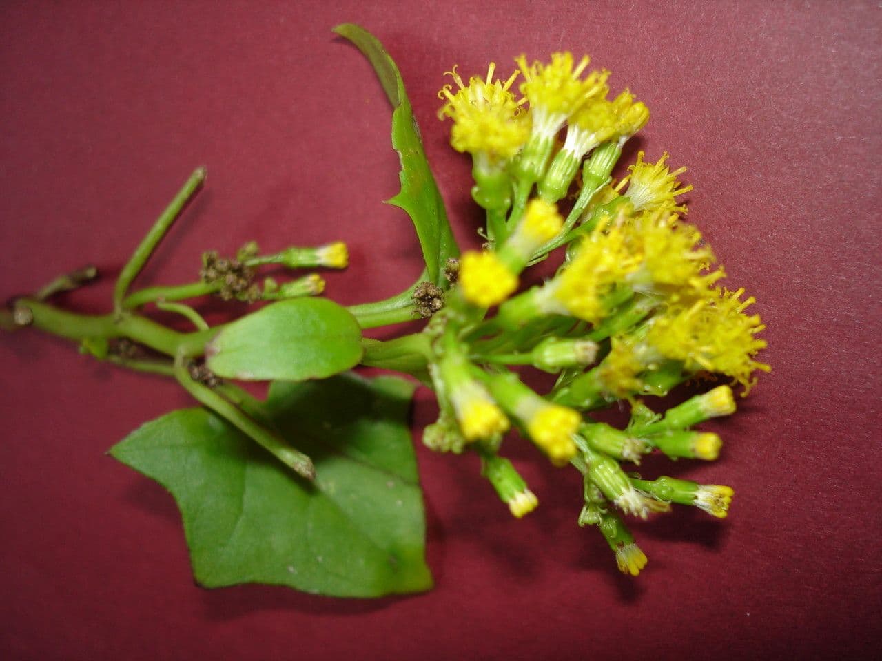 Delairea odorata 27