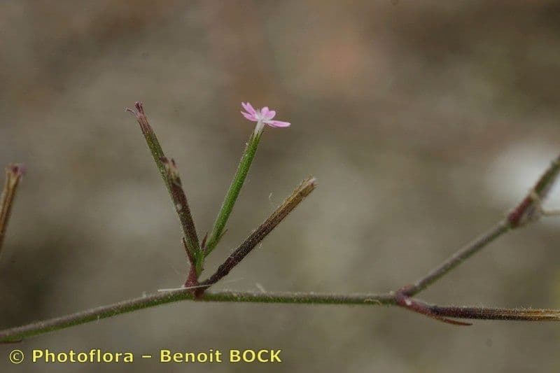 Velezia rigida 14