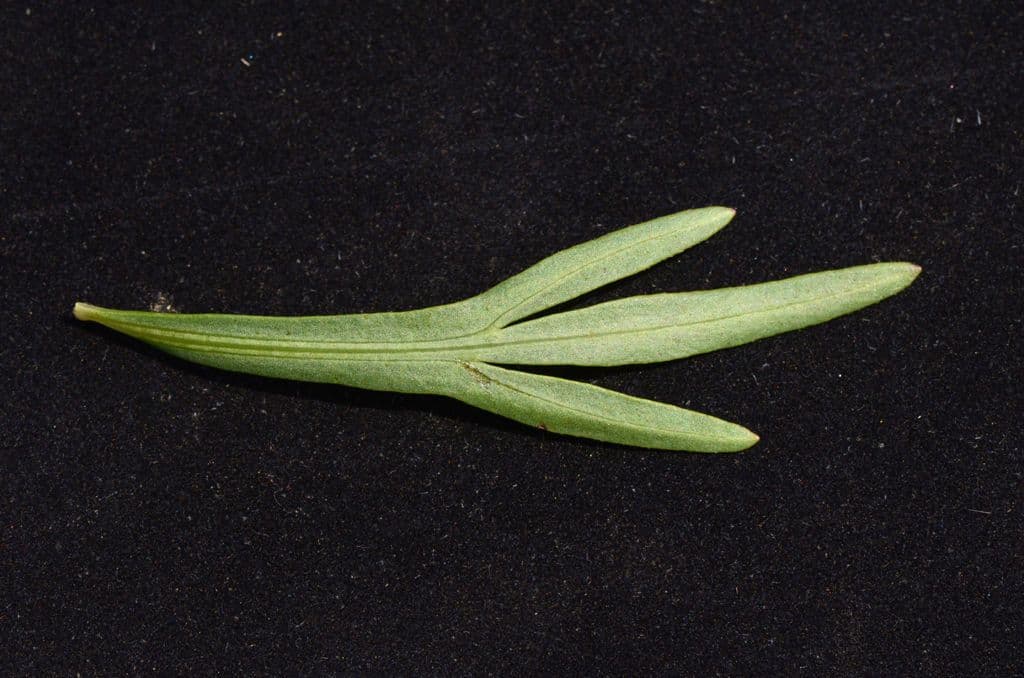 Coreopsis palmata 13