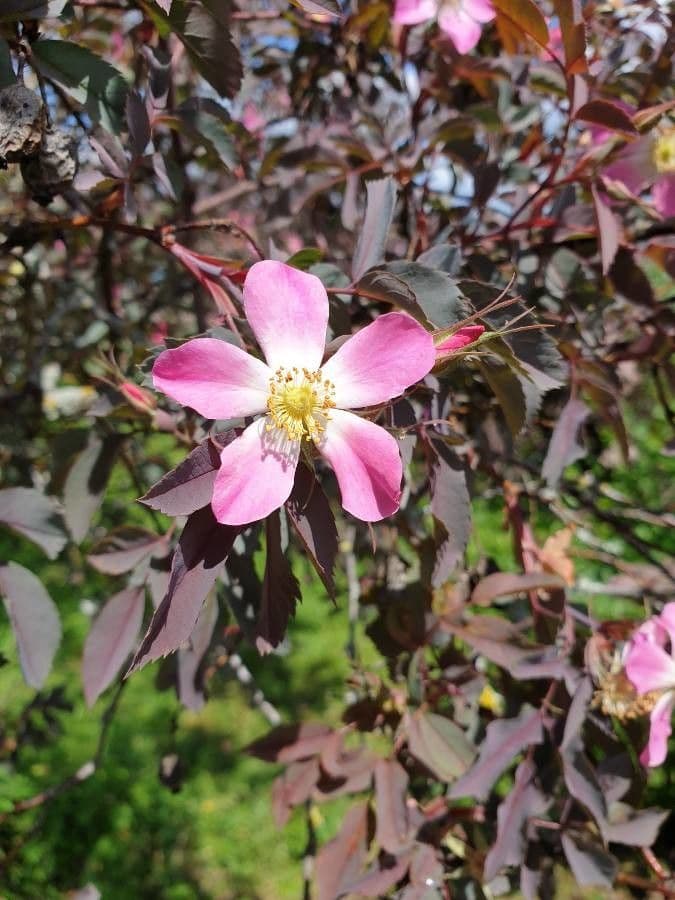 Redleaf rose 10