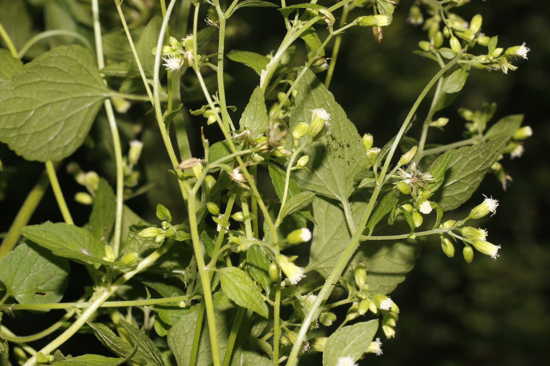 Fleischmannia 8