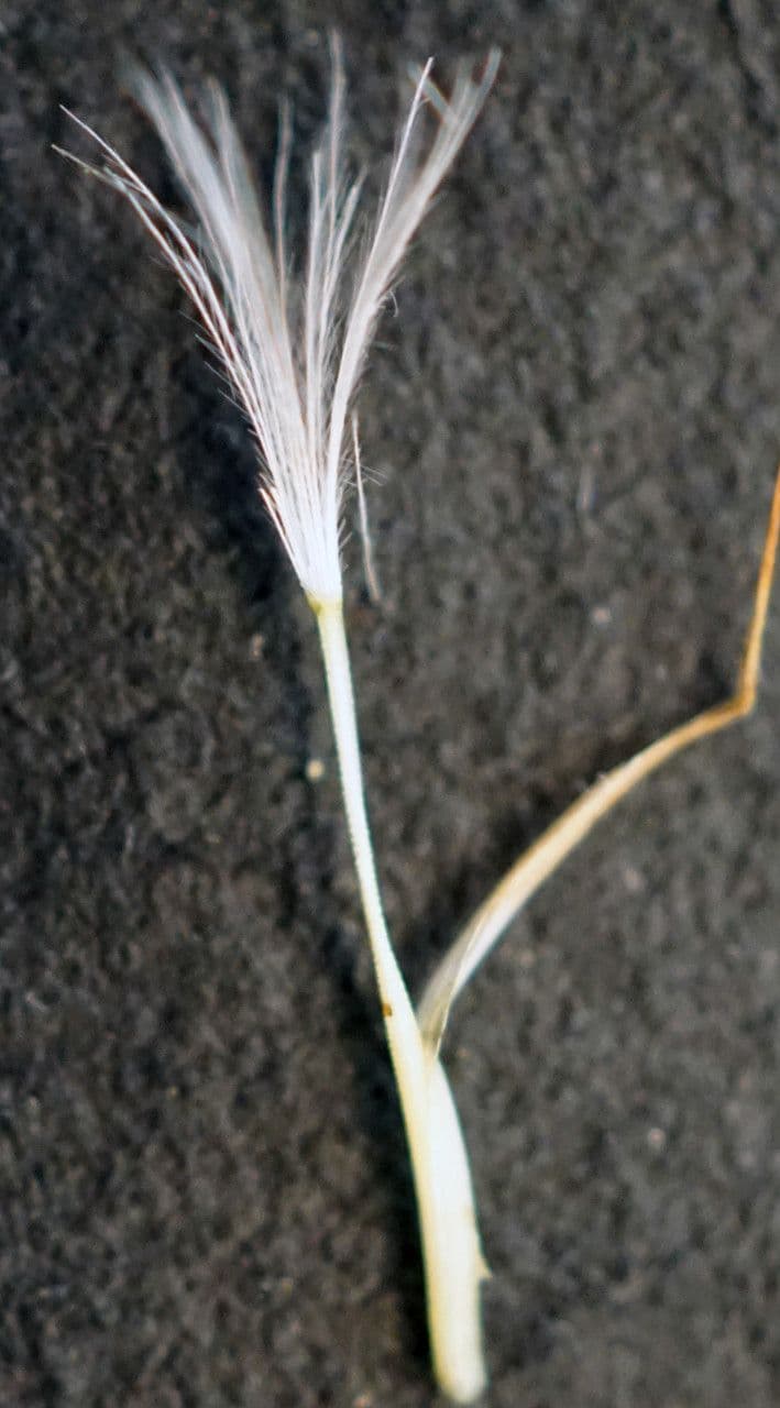 Costolina macchiata 3