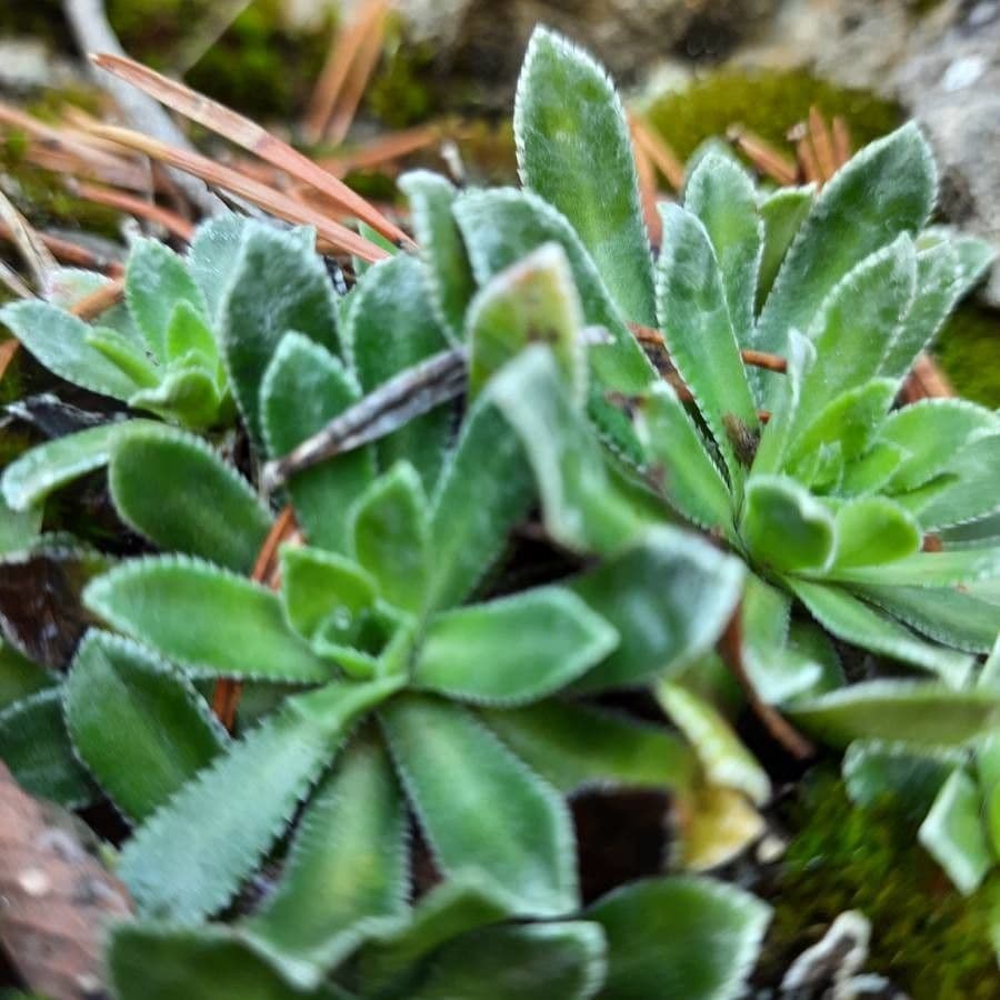 Saxifraga hostii 13