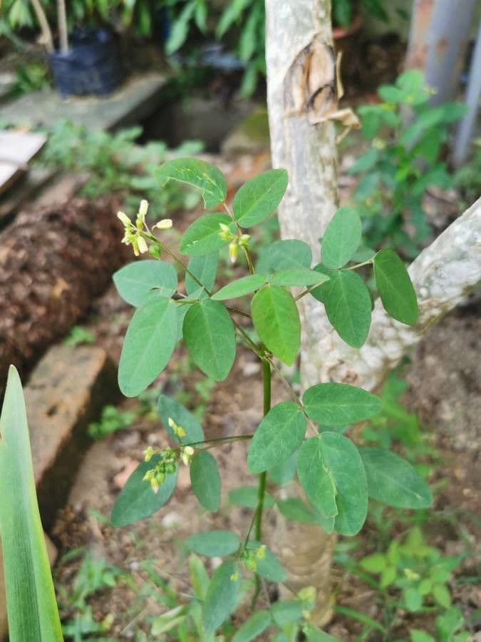 Acetosa di Barrelier 17