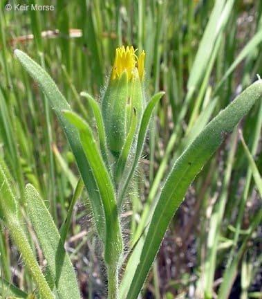Achyrachaena 11