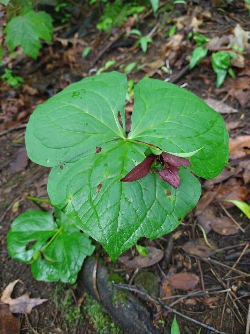 Trillium eretto 17