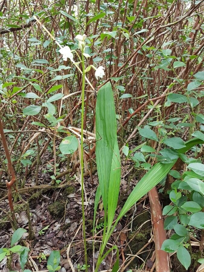 Calanthe silvatica 13