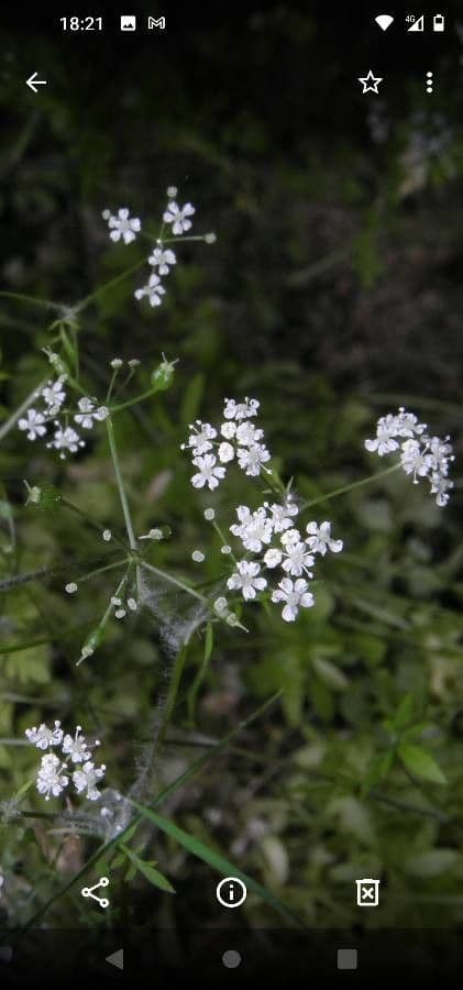 Pignut 2