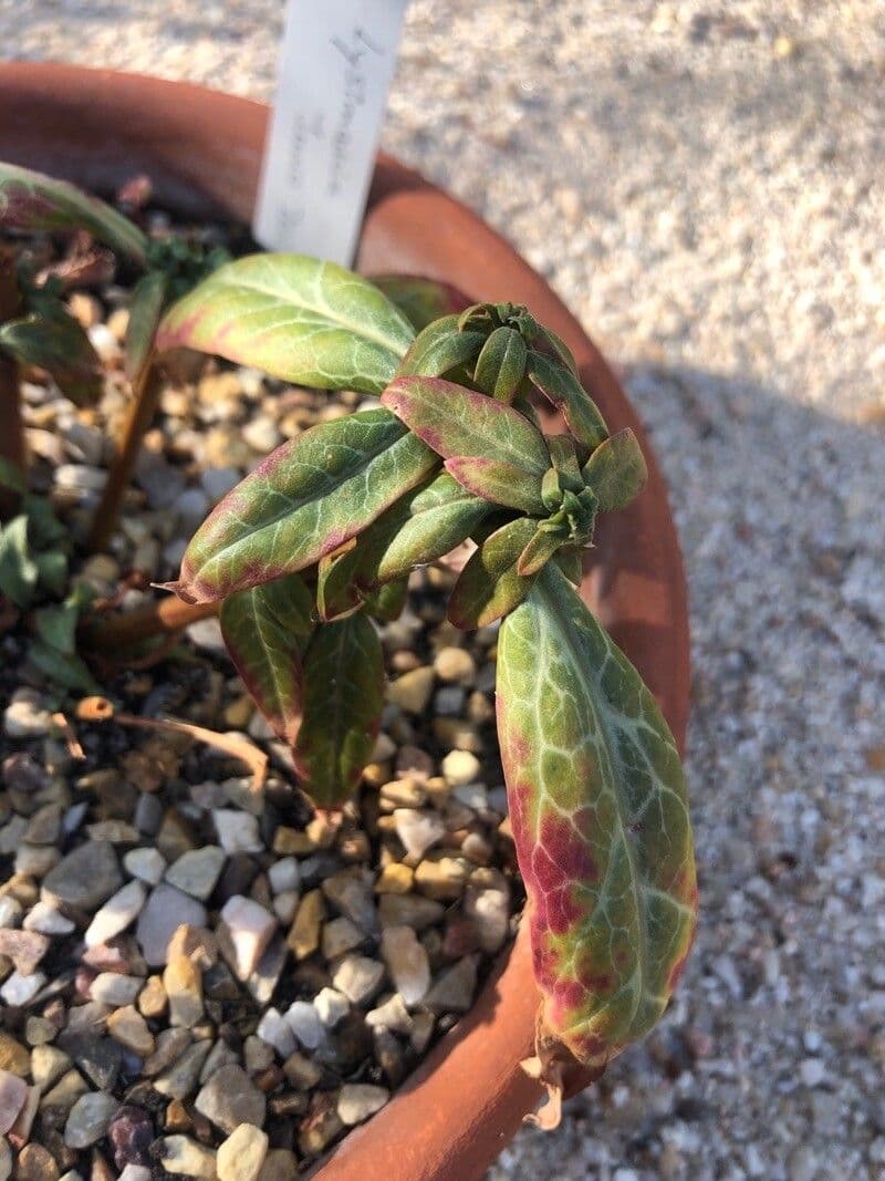 Lisimachia 2