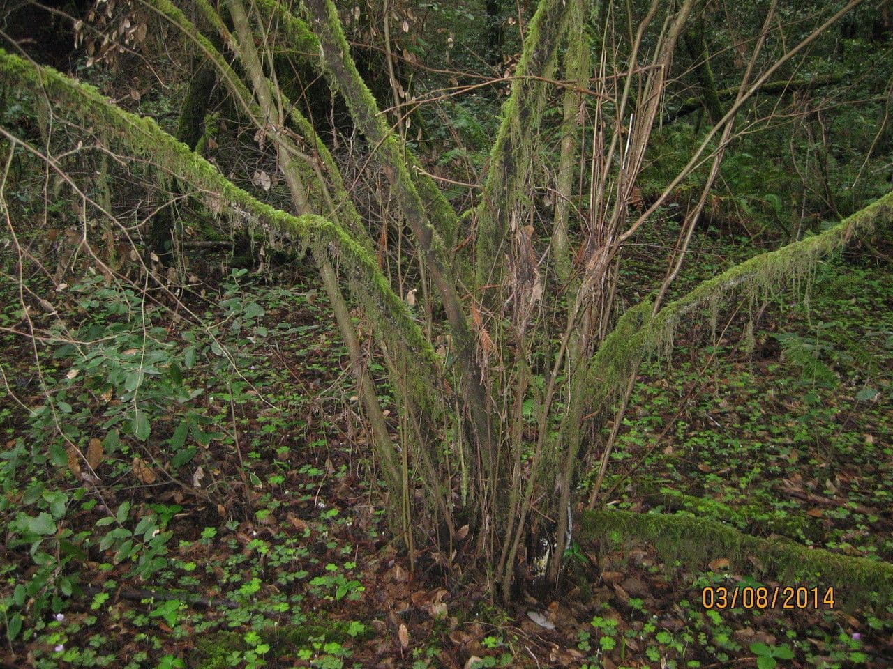 Nocciolo cornutato 14