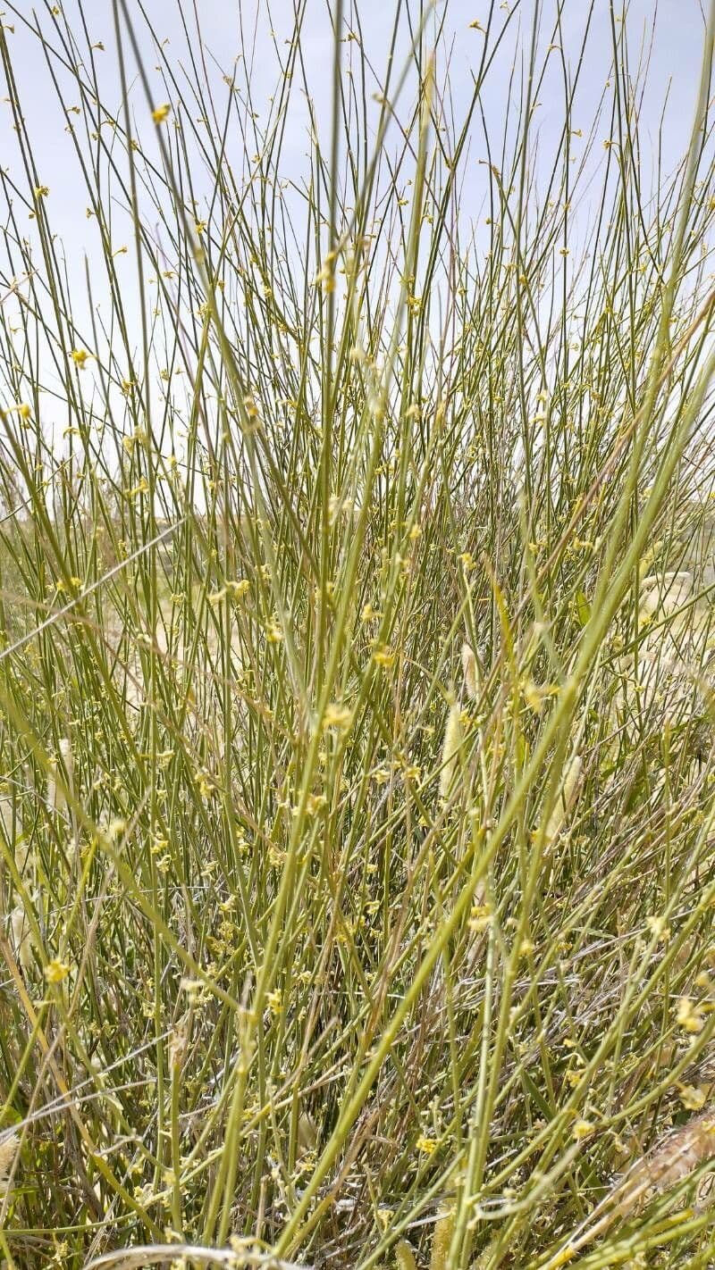 Leptadenia pyrotechnica 16