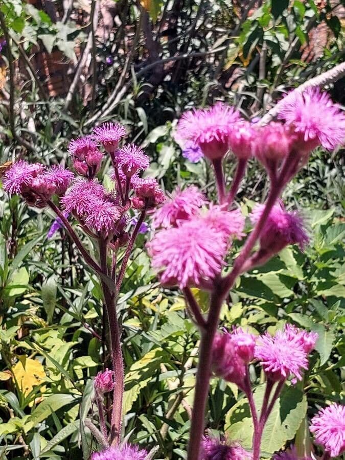 Campuloclinium macrocephalum 2
