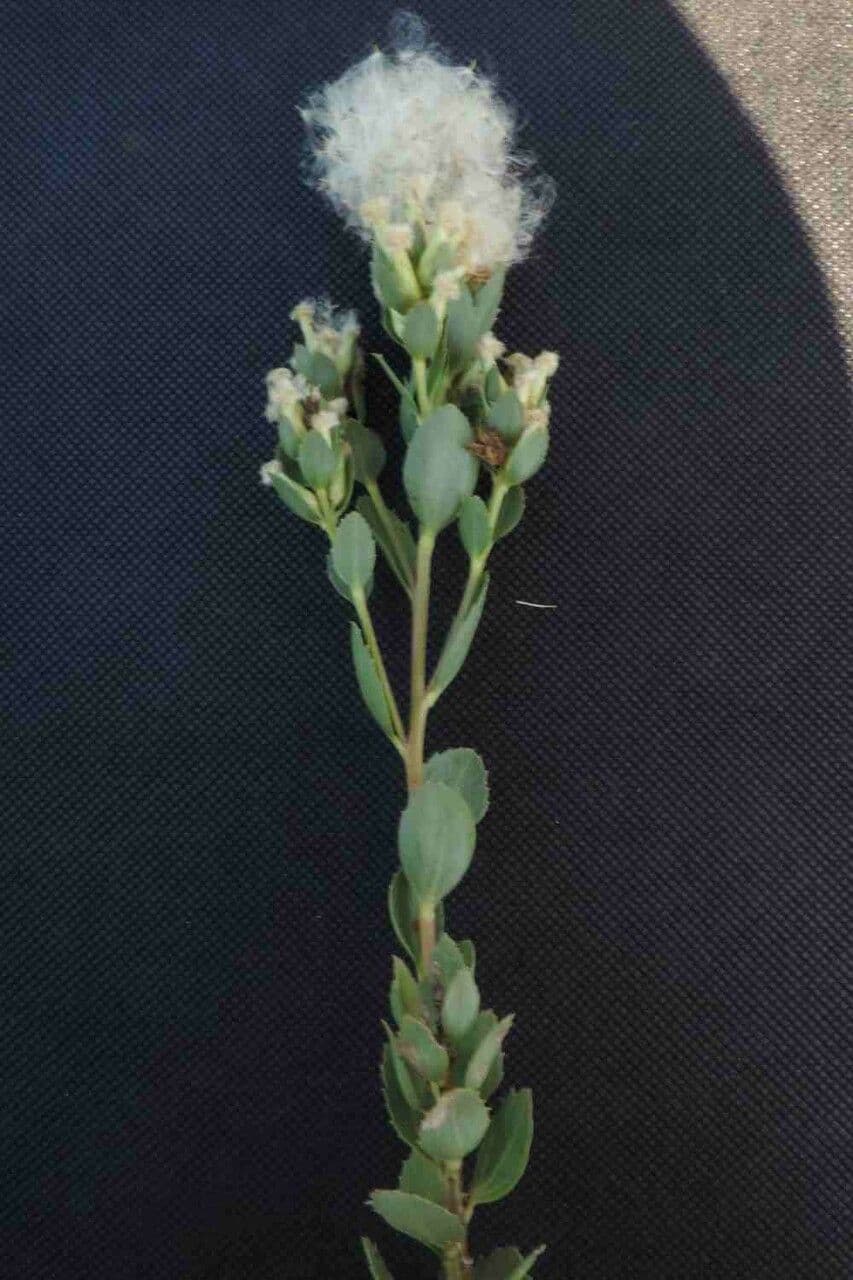 Baccharis 4