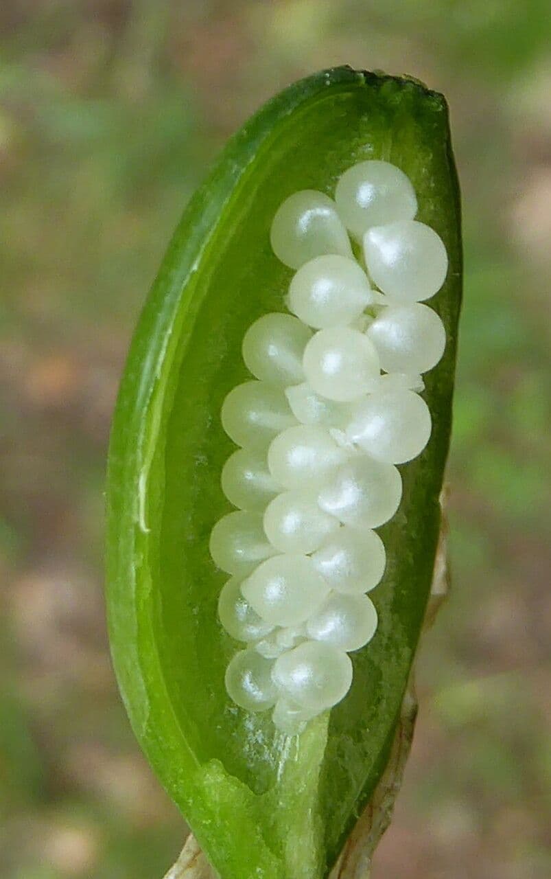 Narciso selvatico 5