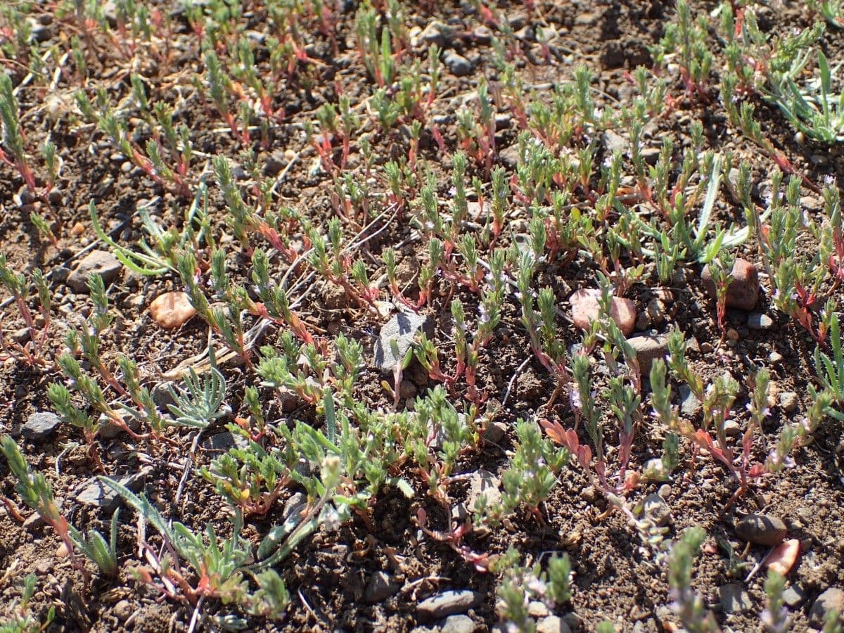Salcerella timoidea 4