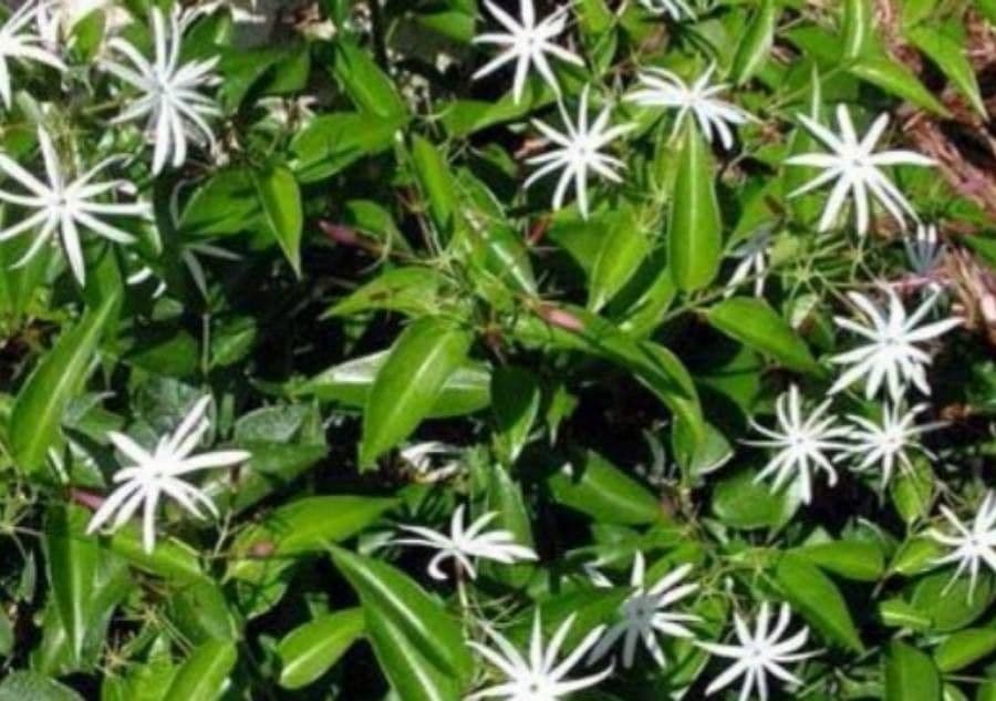 Magnificent jasmine